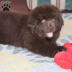 Denver, Newfoundland Puppy